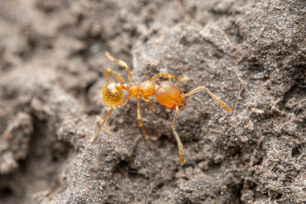 Pheidole furtiva