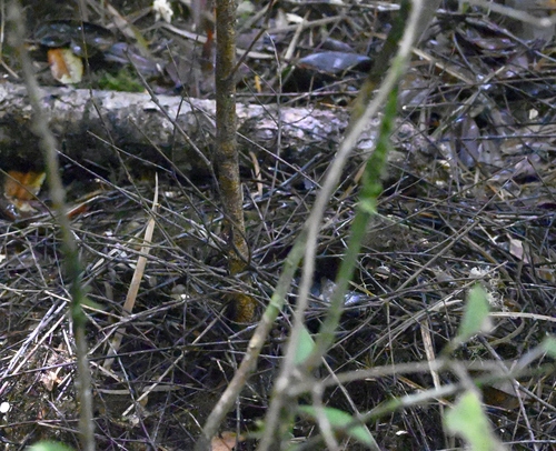 Amblyornis macgregoriae observed 2024-03-05