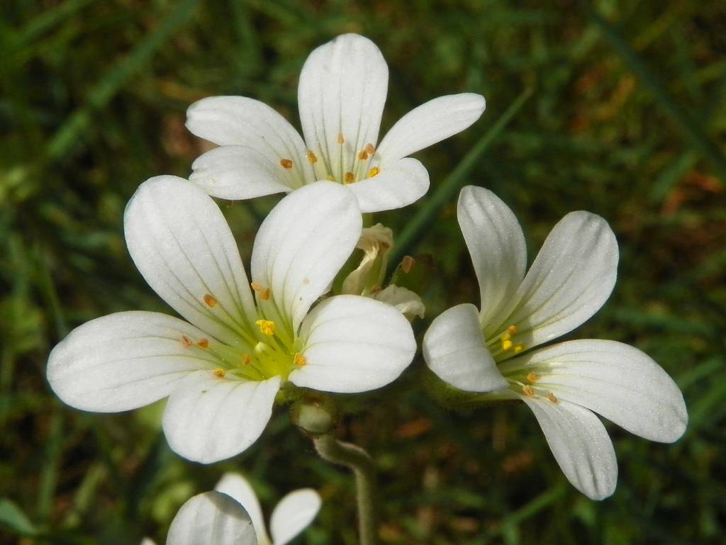 Illustration de Saxifraga granulata L.