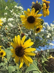 Asteraceae