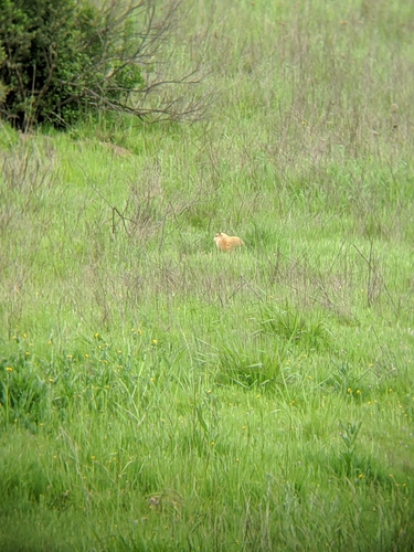 iNaturalist observation photo of California Ground Squirrel