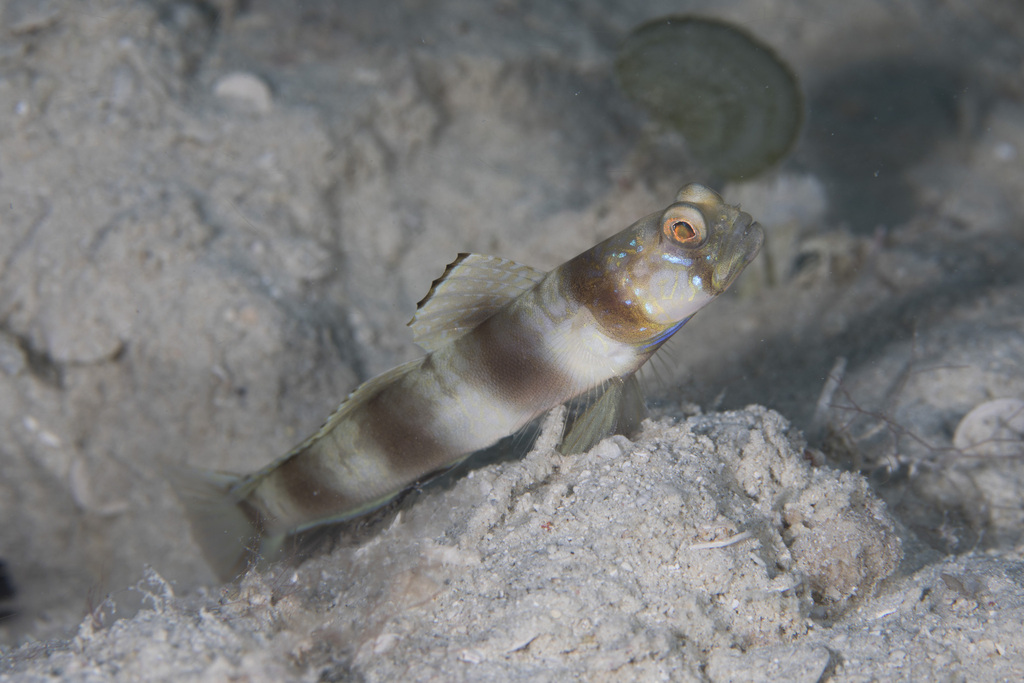 Twinspot Shrimpgoby