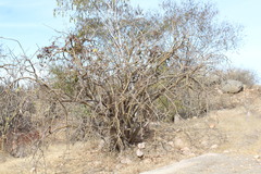 Jatropha vernicosa