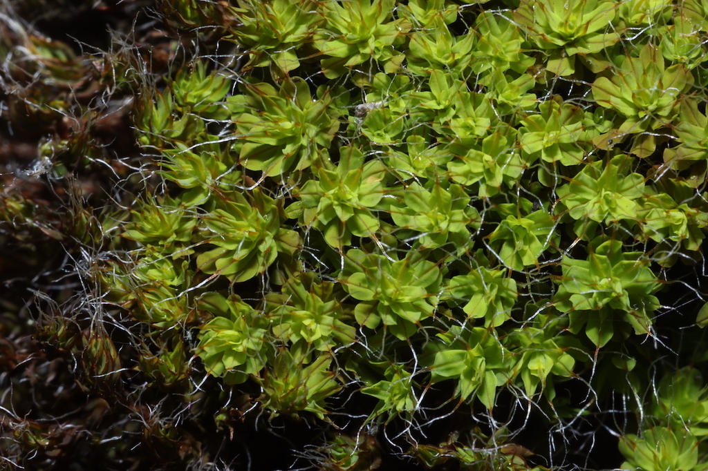 Small Hairy Screw-moss
