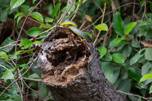 Common Tree Snake sighting