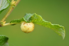 Euura pedunculi