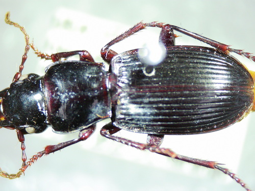 Pterostichus rostratus photo 4
