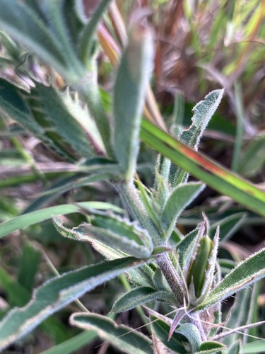 Turf Bushviolet (Barleria oxyphylla)