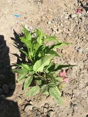 Angiospermae