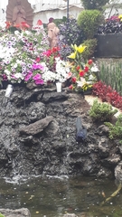 Quiscalus mexicanus