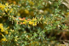 Acmispon glaber
