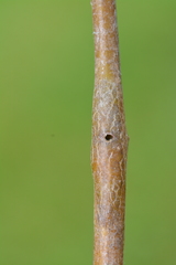 Euhexomyza schineri