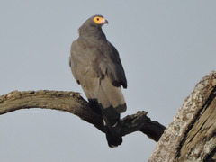 African Harrier-Hawk photo 2