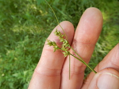 Carex muehlenbergii
