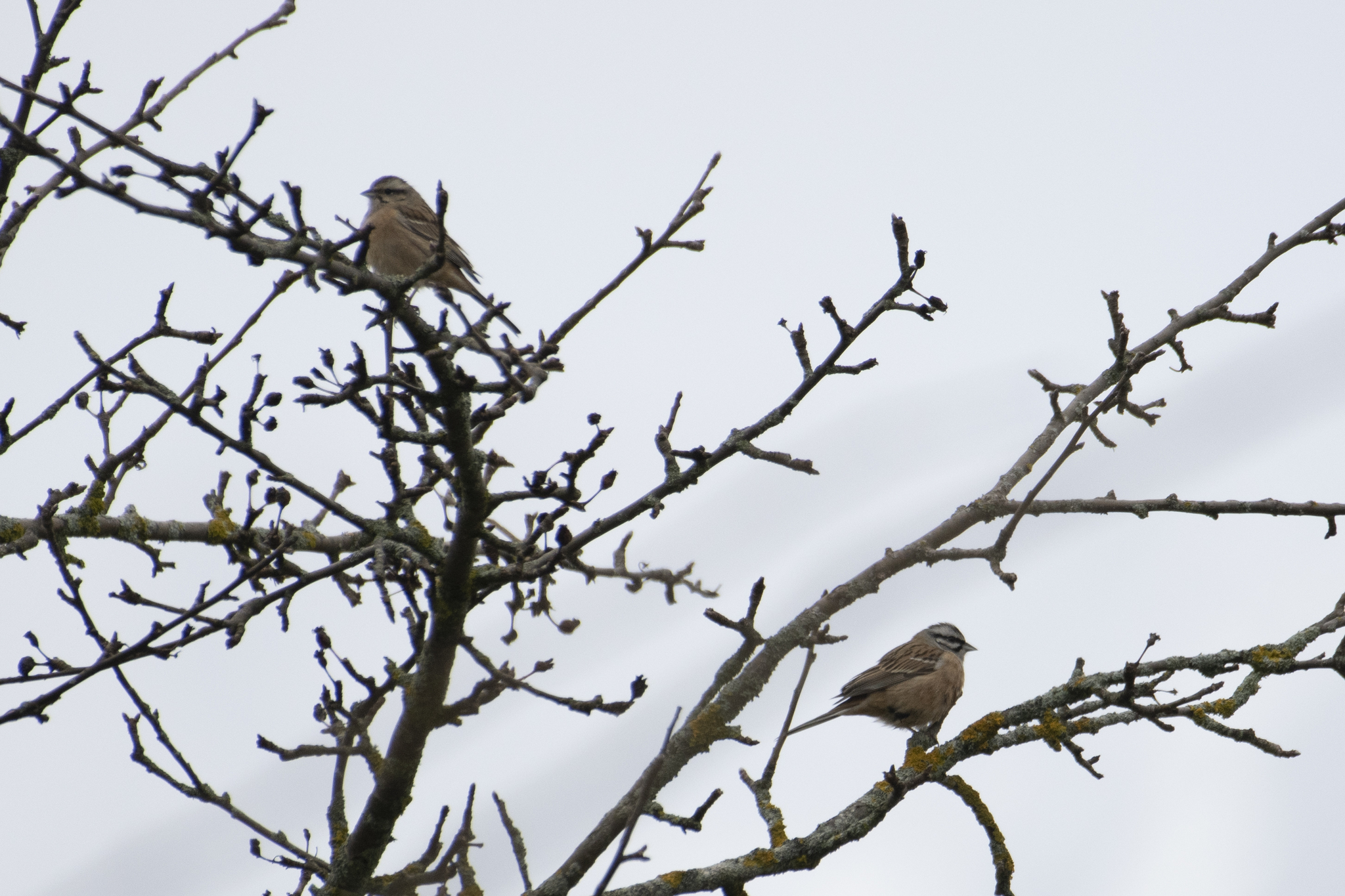 Rock Bunting