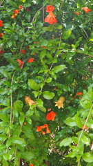 Punica granatum