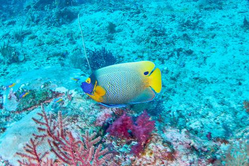 Photo of Yellowmask angelfish (Pomacanthus xanthometopon)