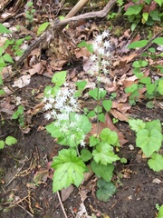 Tiarella stolonifera