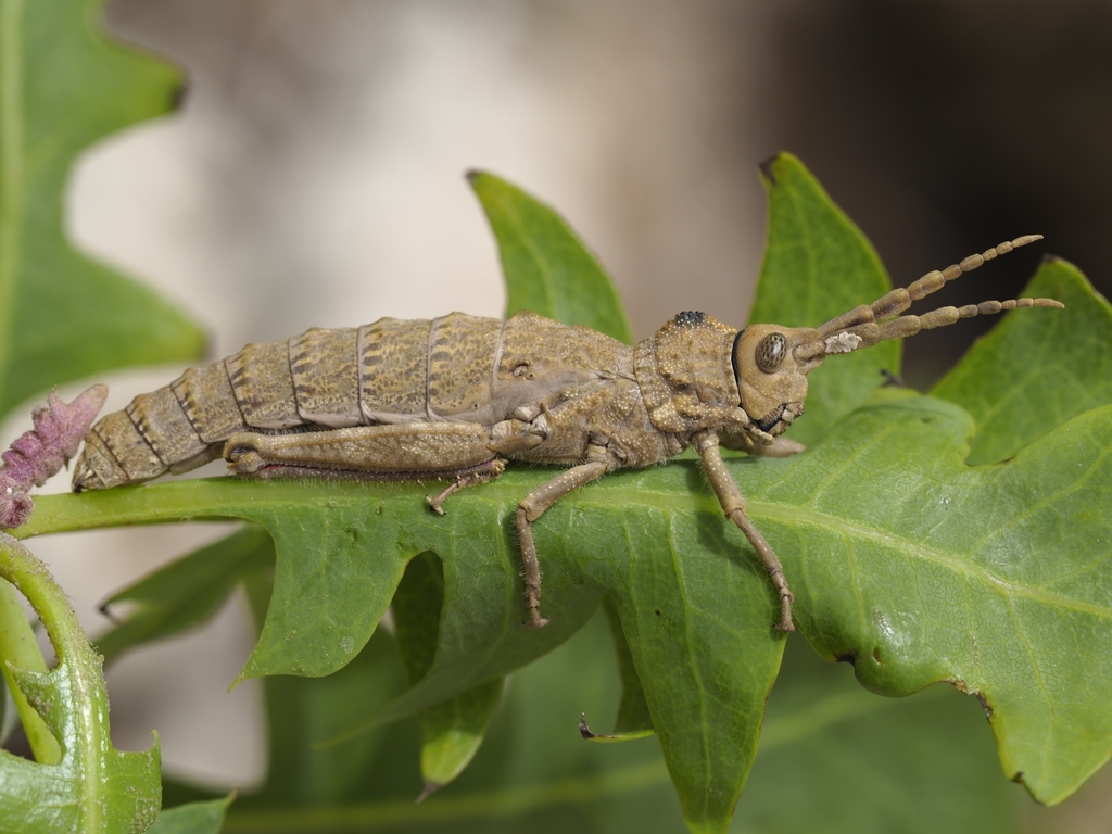 Purpuraria magna