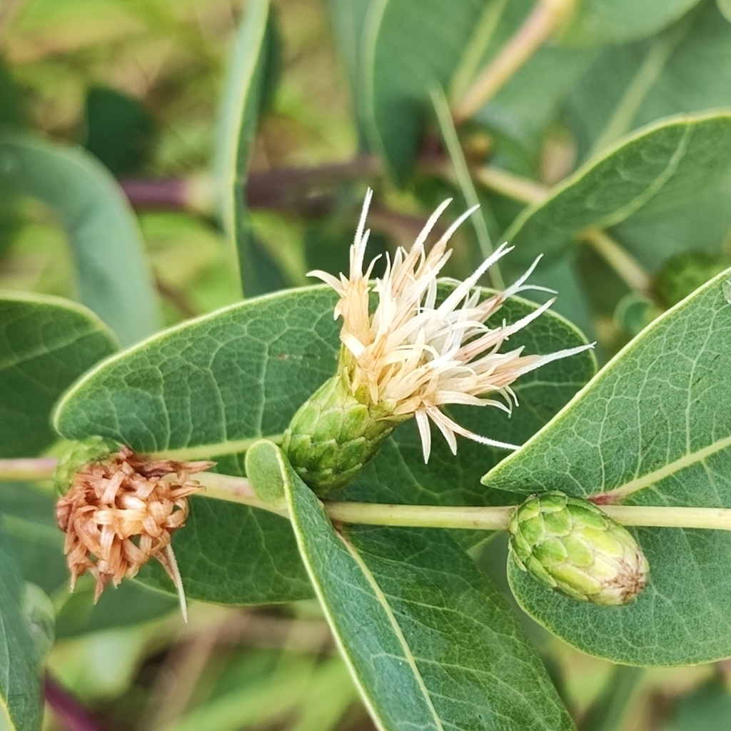 Lessingianthus pottii