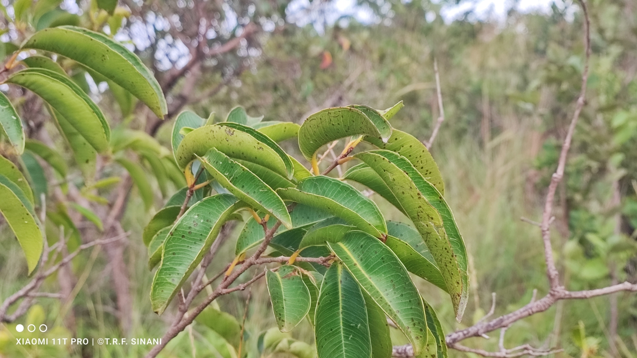 Imagem de Pacari
