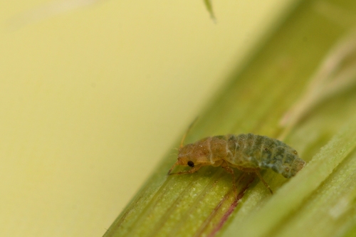 Laingia psammae