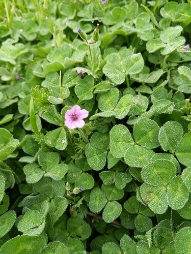 iNaturalist observation photo of pink-sorrel