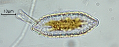 Surirella angusta