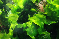 Ulva rigida