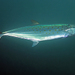 Atlantic Spanish Mackerel - Photo (c) Kevin Bryant, some rights reserved (CC BY-NC-SA)