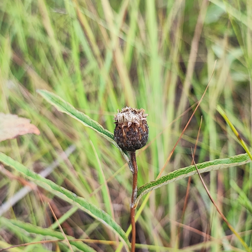 Lessingianthus coriaceus