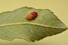 Euura bridgmanii