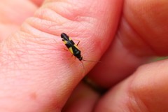 Dryophilocoris flavoquadrimaculatus