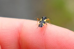 Dryophilocoris flavoquadrimaculatus