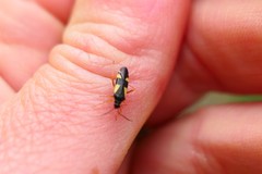 Dryophilocoris flavoquadrimaculatus