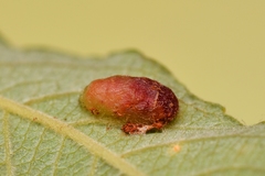 Euura bridgmanii
