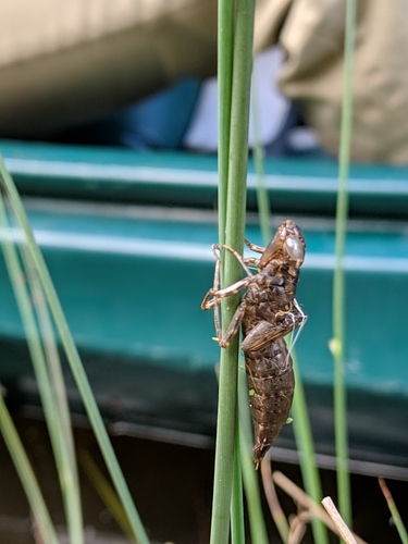 iNaturalist observation photo of Dragonflies
