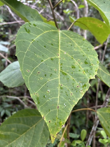 Foto de Tapiá
