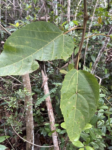 Foto de Tapiá