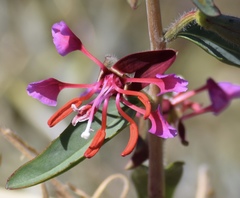 Clarkia unguiculata