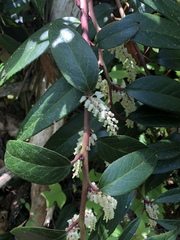 Leucothoe