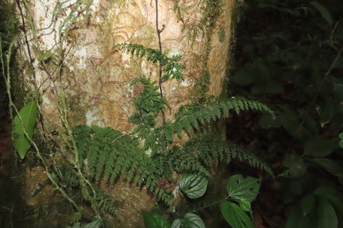 Vandenboschia auriculata iNat (1)