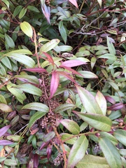 Leucothoe