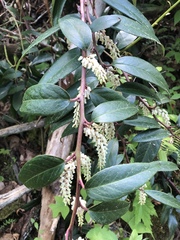 Leucothoe