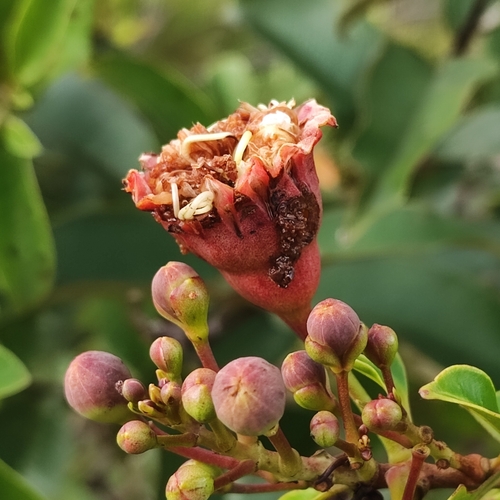 Image of Lafoensia pacari by (c) Thomaz Ricardo Favreto Sinani, some rights reserved (CC BY)
