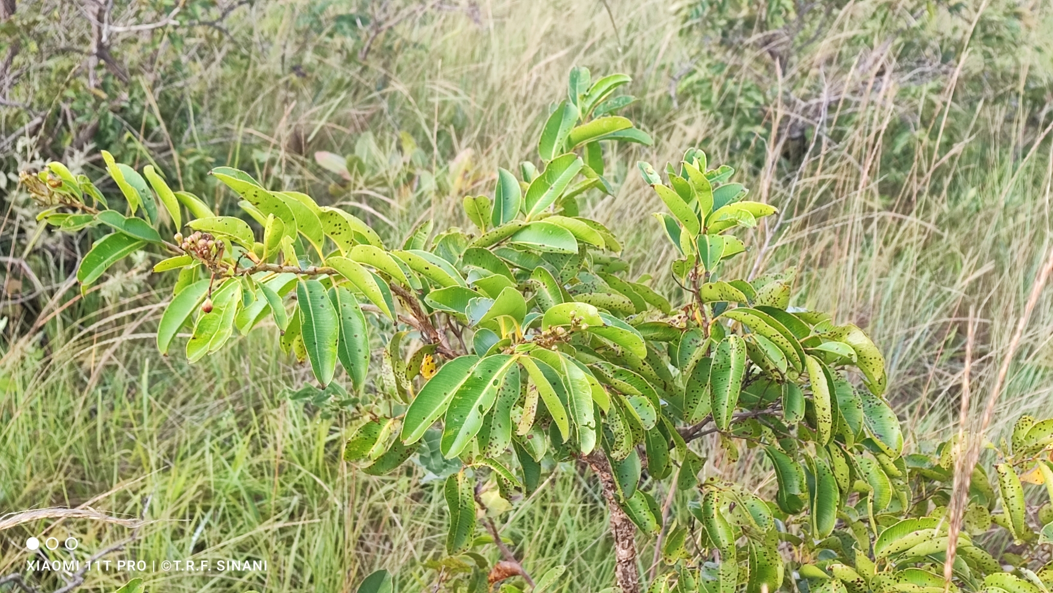 Imagem de Pacari