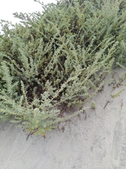 Suaeda taxifolia