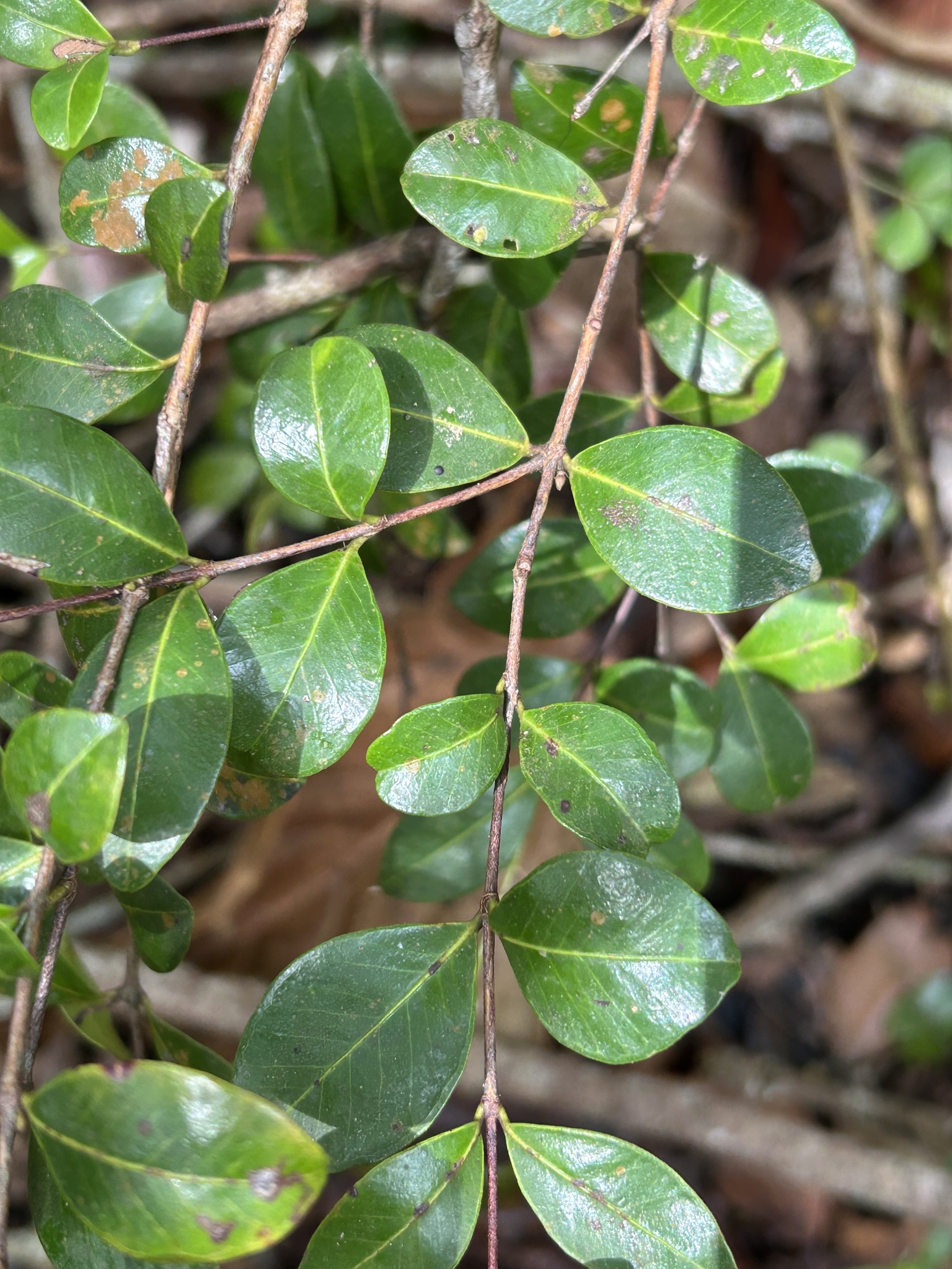 Imagem de Pedra-ume-caá