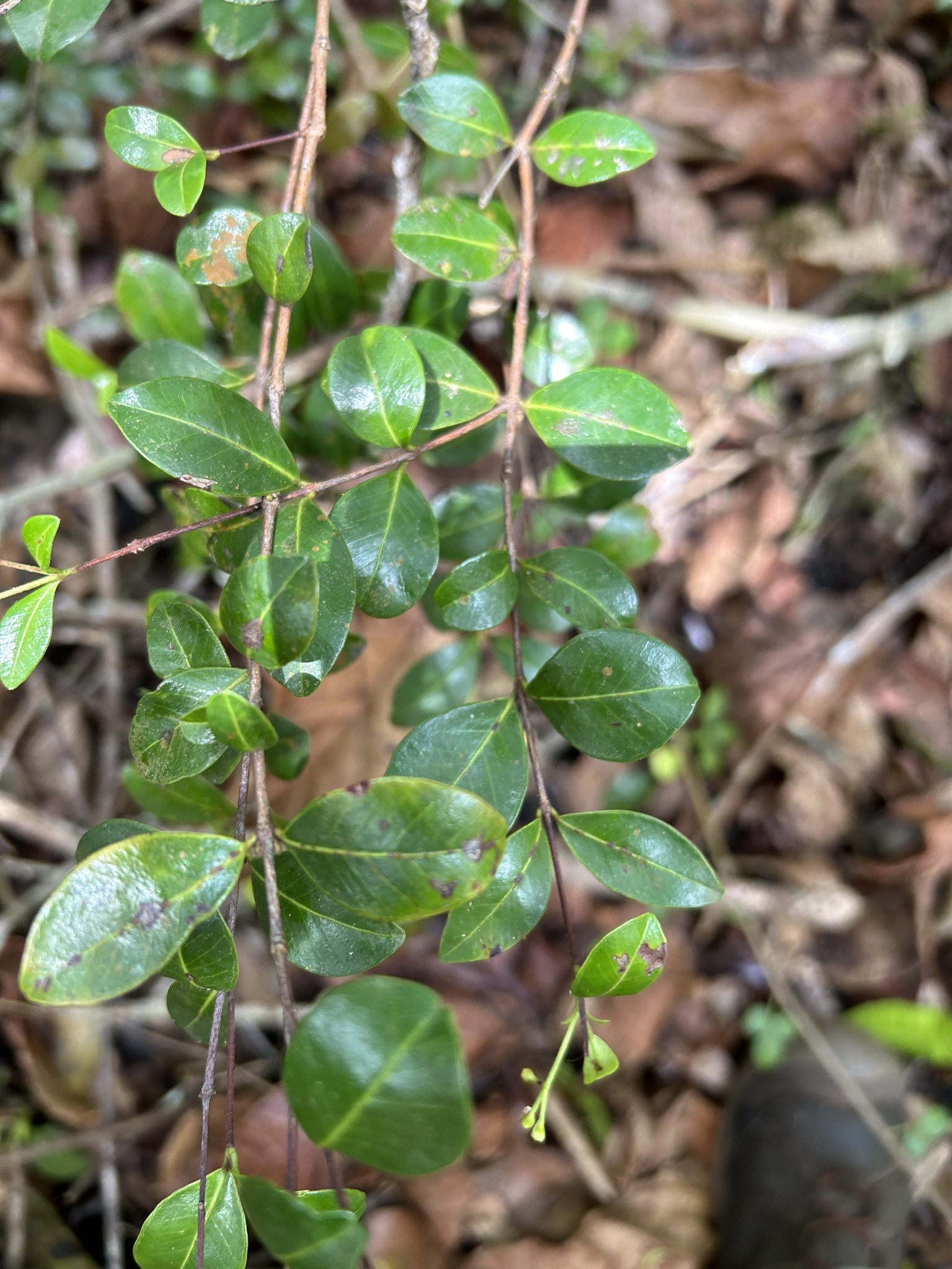 Imagem de Pedra-ume-caá