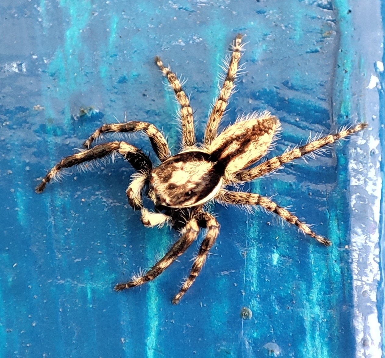 Salticidae image